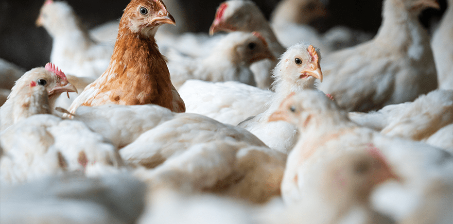 The use of Glycine in animal nutrition