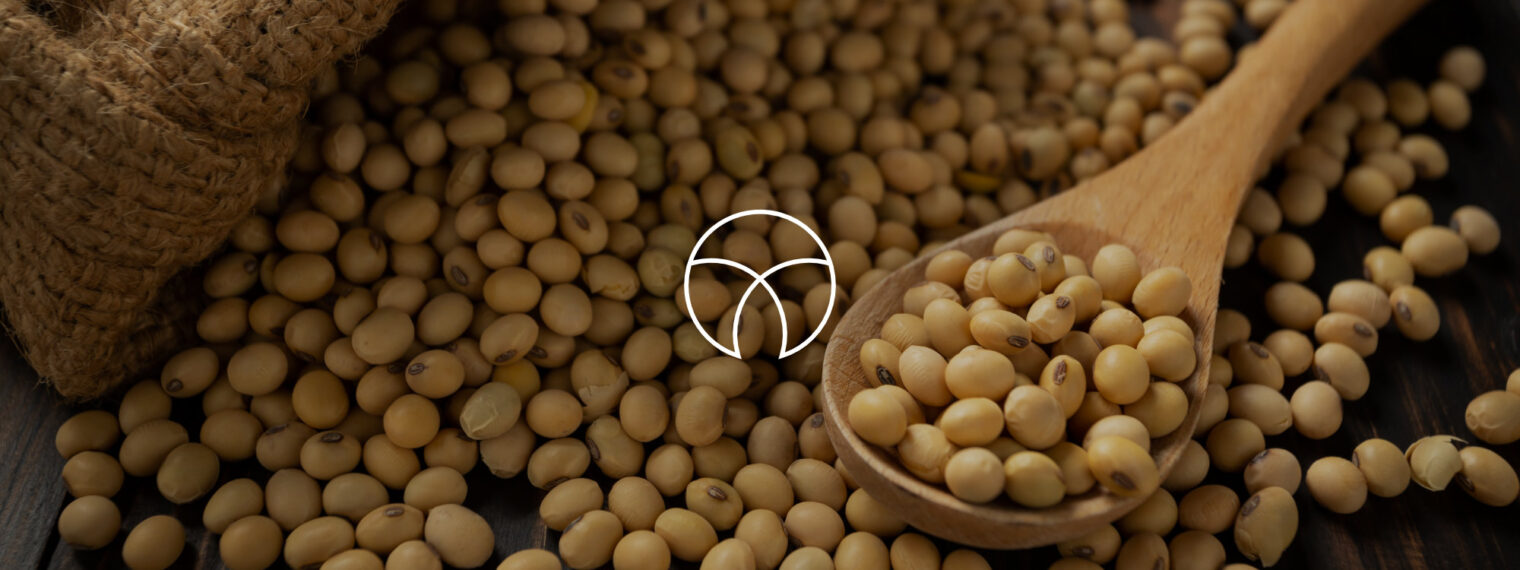 Soy market review [Global Report]