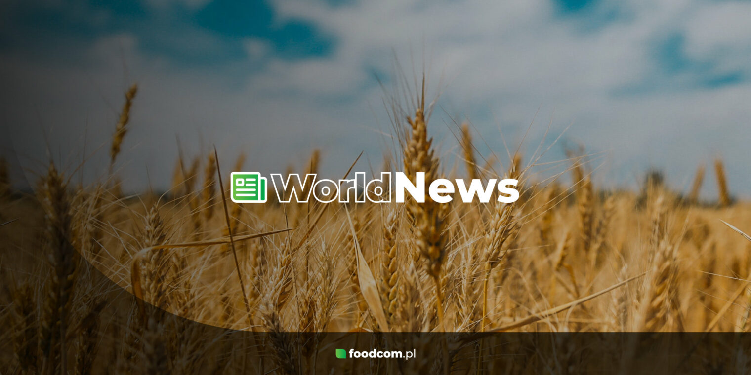 Challenge for starch producers after weaker wheat harvest in France [World News]