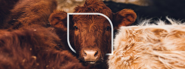 Bekämpfung der Rindertuberkulose &#8211; Strategien für Landwirte im Jahr 2023