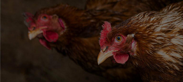 हलाल &#8211; इसका क्या मतलब है? हलाल खाद्य पदार्थ की विशेषताएँ क्या हैं?