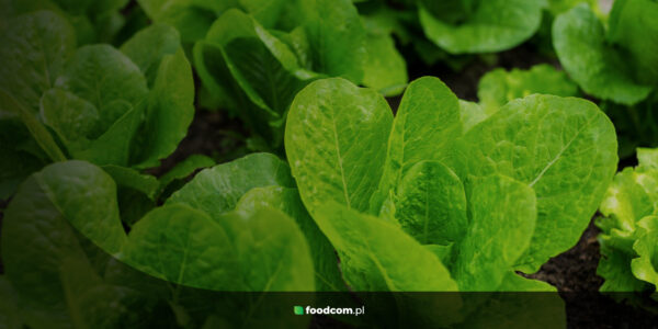 Organic fertilizers Foodcom S.A.