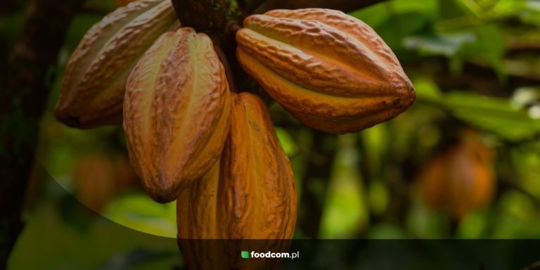 Masa kakaowa &#8211; czym jest i gdzie znajduje zastosowanie?