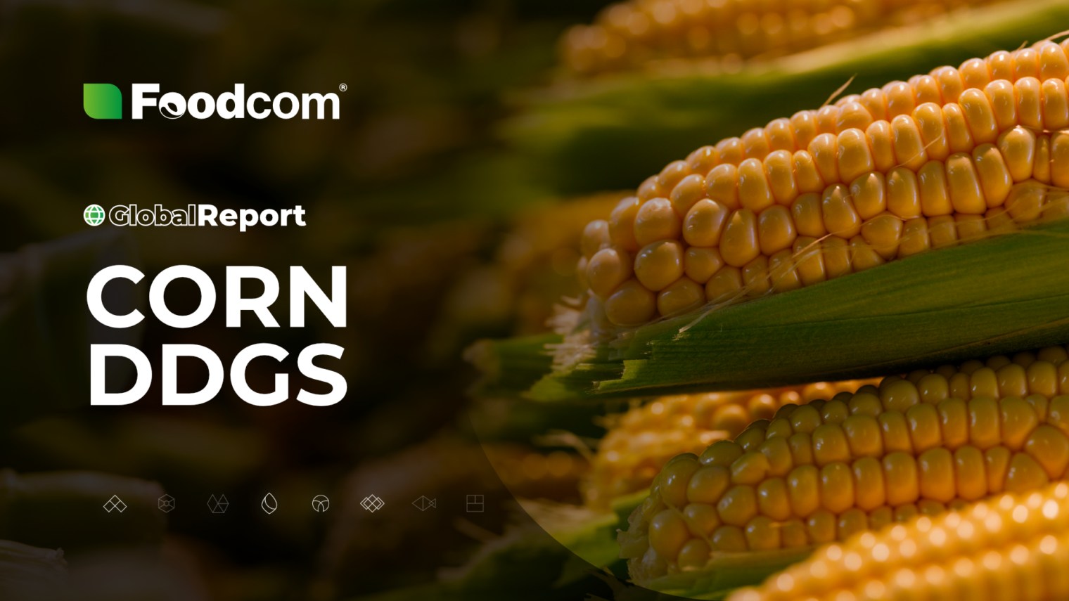 DDGS maize market overview 2024 [Global Report]