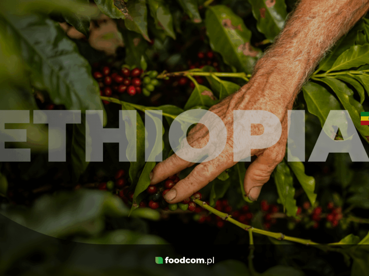 Coffee from Ethiopia - how is Ethiopian coffee made? Regions of origin and  types | Foodcom S.A.