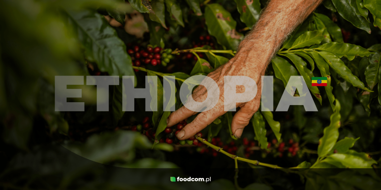 Caffè dall’Etiopia – un viaggio aromatico alle radici del caffè