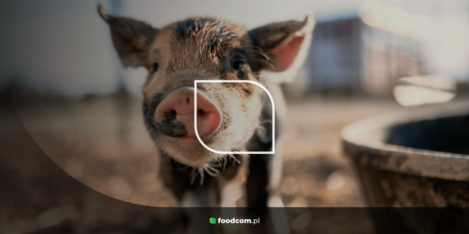 Pig feed – what it is, production process and use in industrial farming