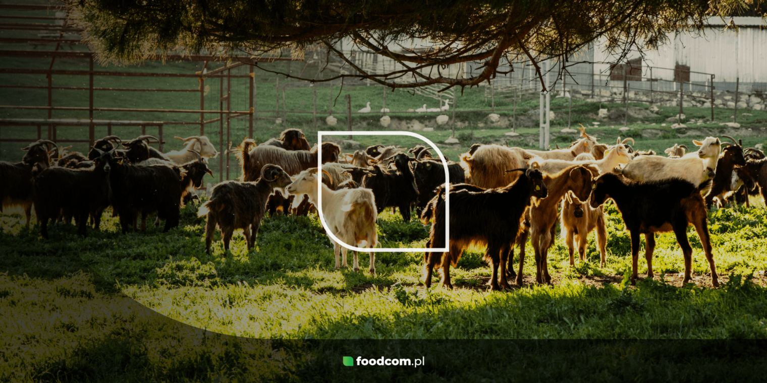 Goat and sheep feed – what is good to know about it and how is it made?