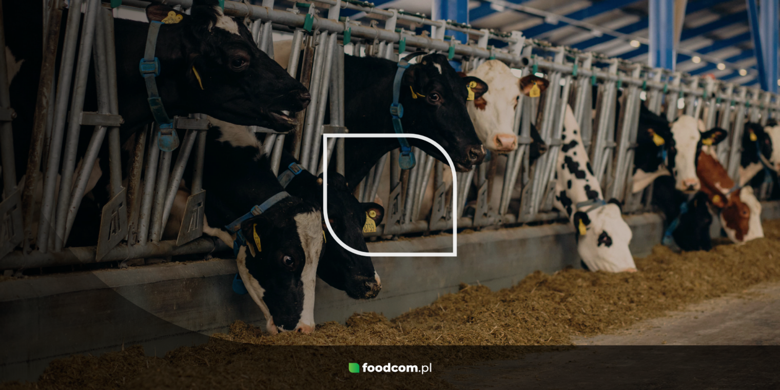 Cattle feed – key types and production process