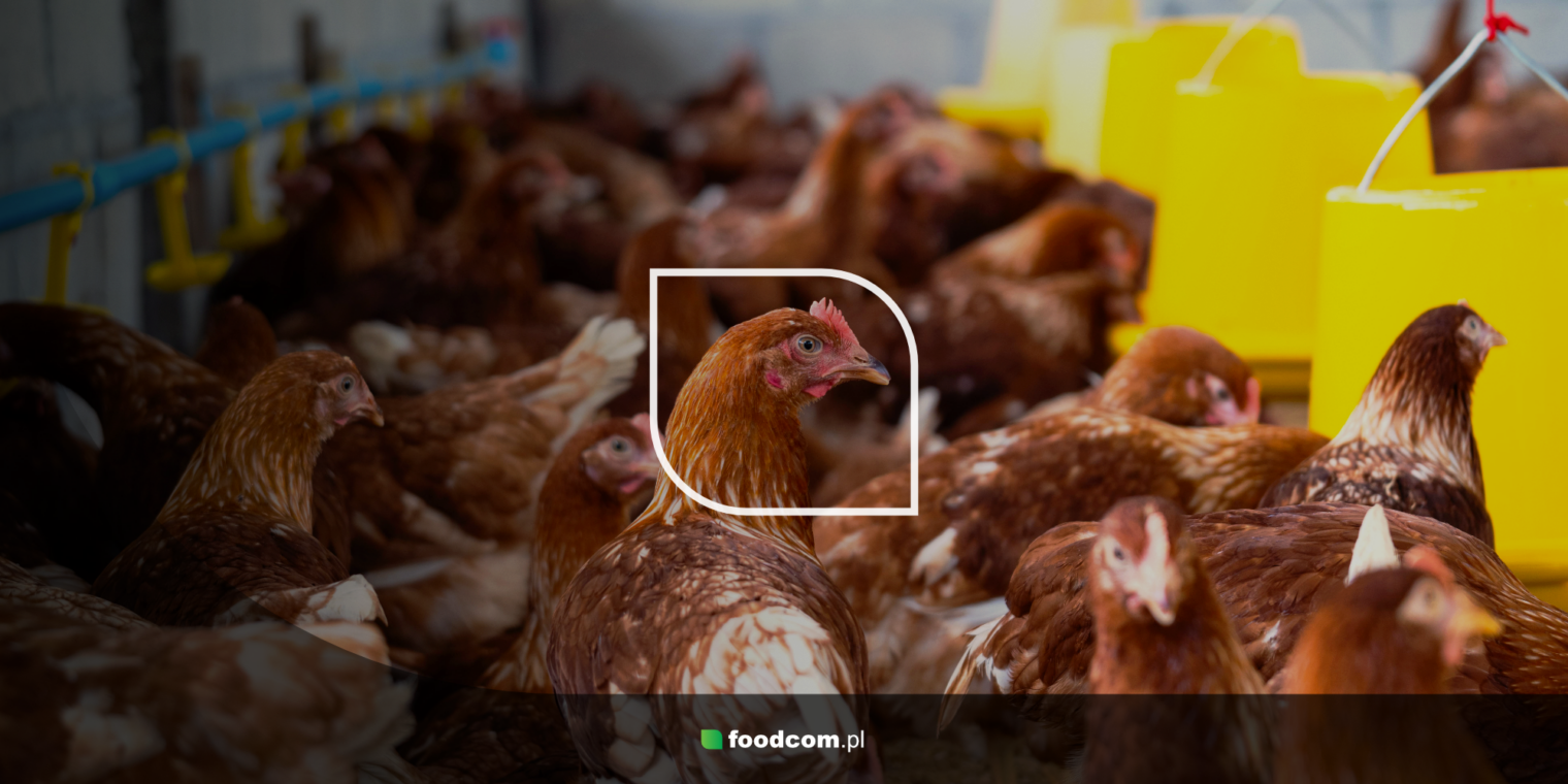 Chicken feed – what is it and how is it produced?