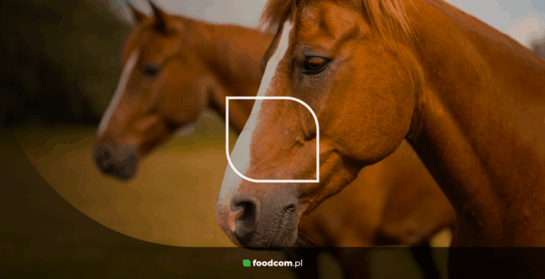 MSM para caballos &#8211; propiedades y uso en caballos y otros animales