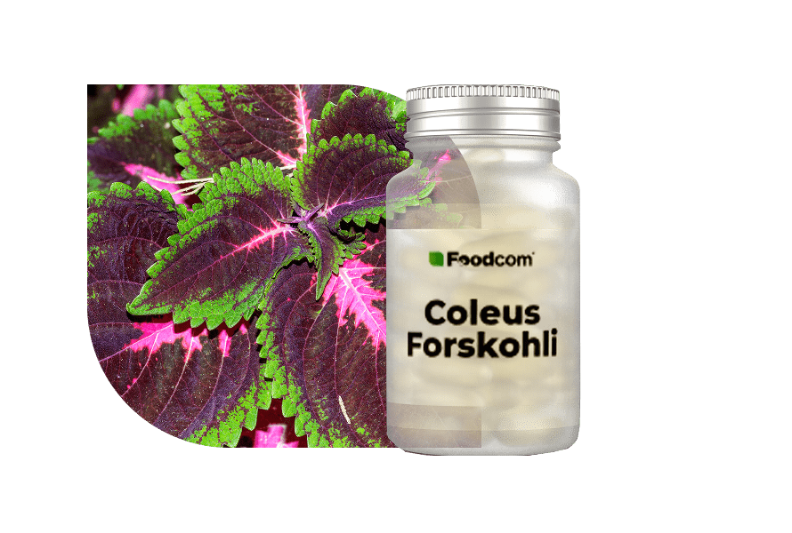 Coleus Forskohlii Extract