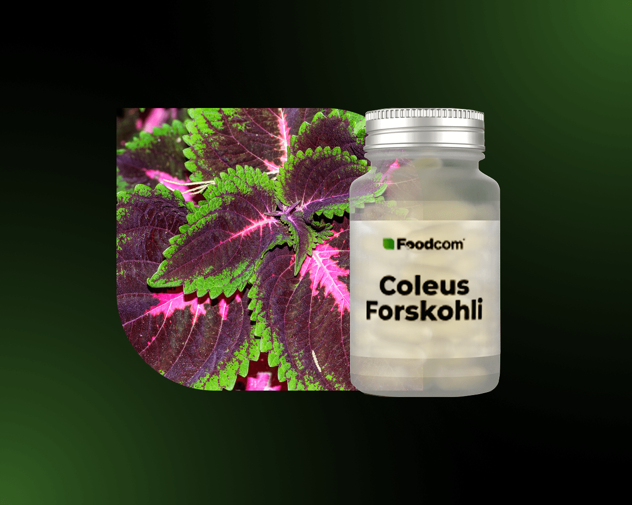 Ekstrakt z Coleus Forskohli