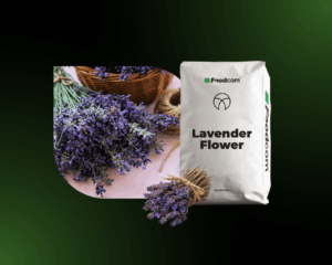 kwiat lawendy kwiat lawendy