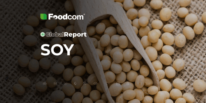 global report soja