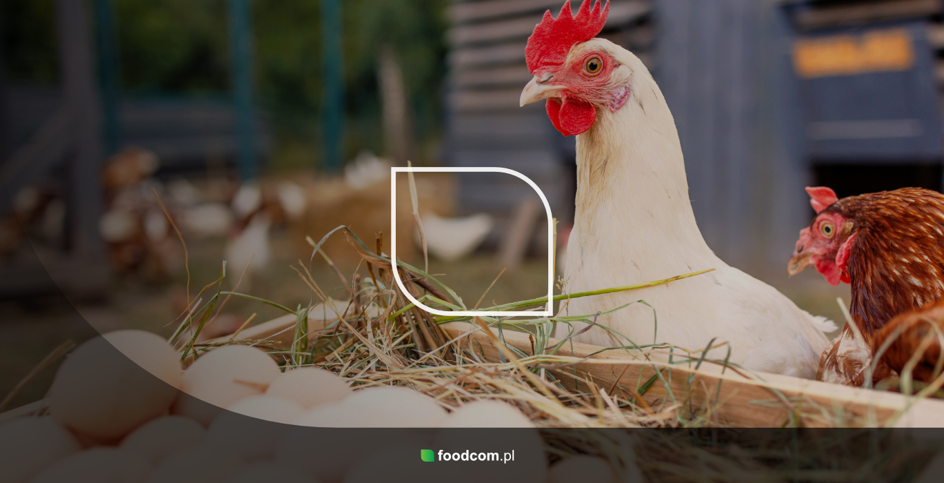 Ptasia grypa, drogie kontrakty i presja popytu. Jajka znów drożeją Ptasia grypa, drogie kontrakty i presja popytu. Jajka znów drożeją