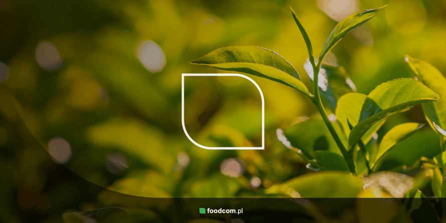 czym jest matcha