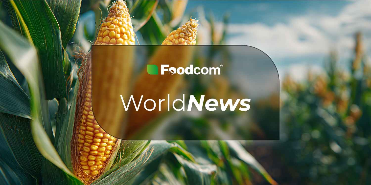 The corn harvest in France could be cut in half. The country will need to import corn. The corn harvest in France could be cut in half. The country will need to import corn.