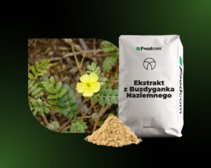 Ekstrakt z Tribulus Terrestris Ekstrakt z Tribulus Terrestris