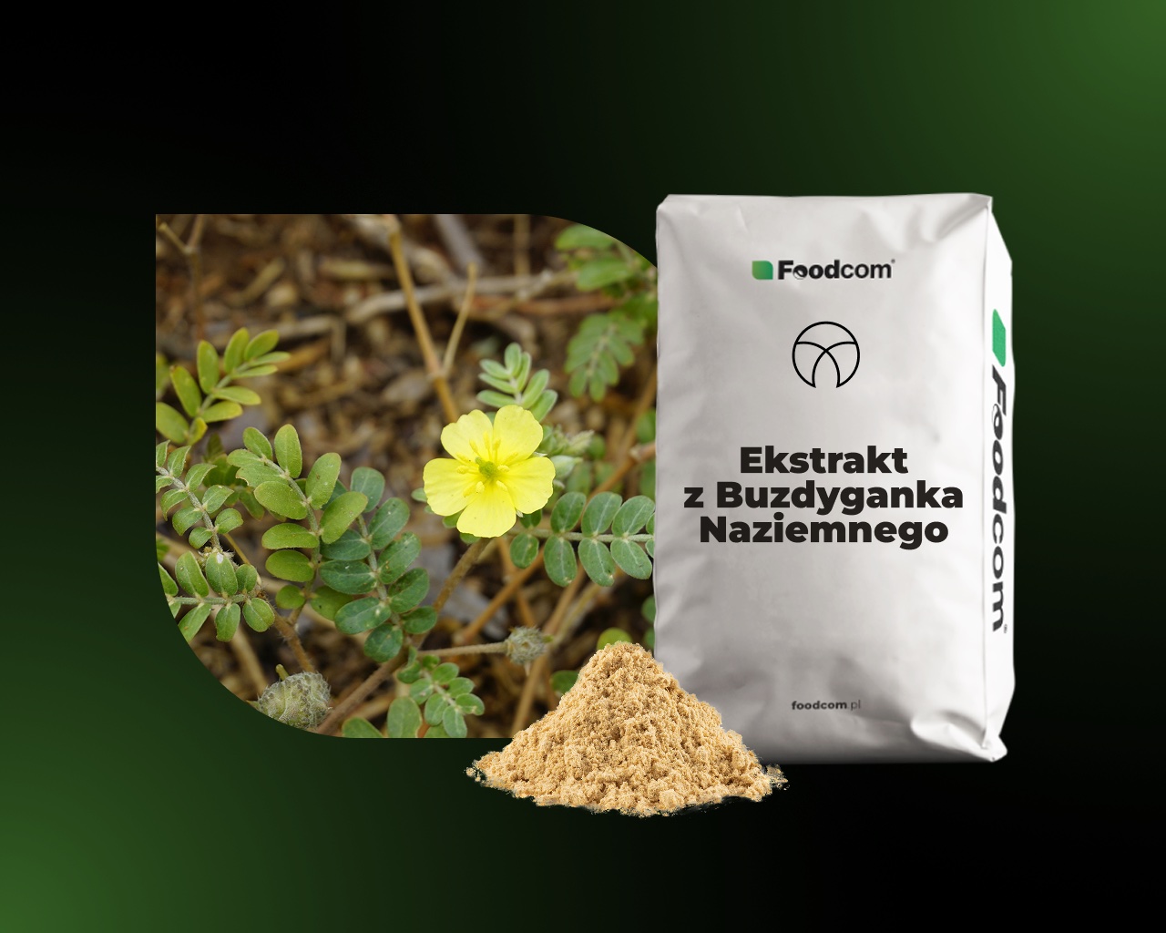 Ekstrakt z Tribulus Terrestris