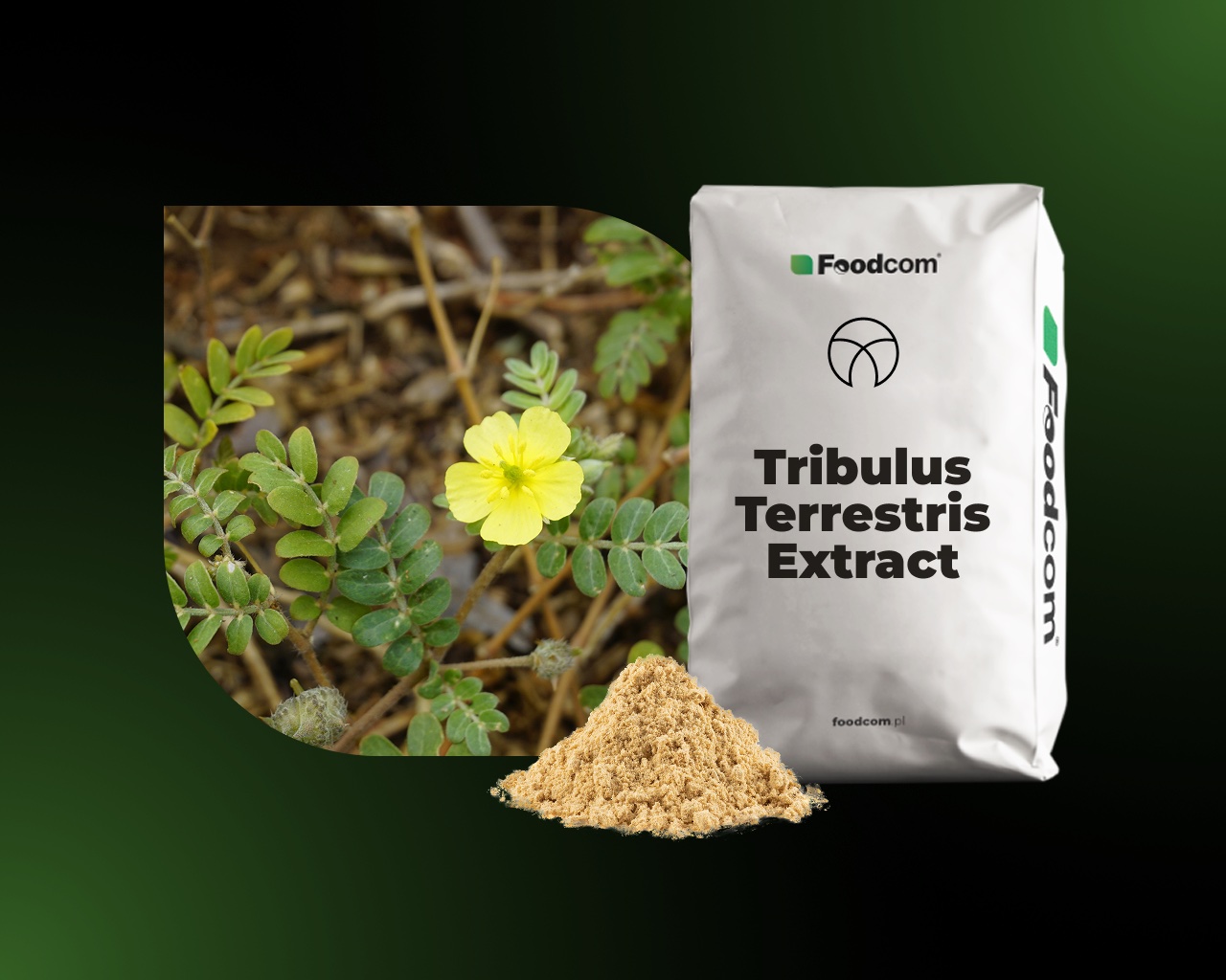 Tribulus terrestris-extract